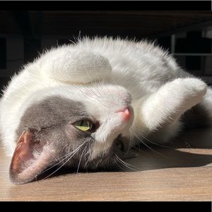 Meet your Posher, Tahel